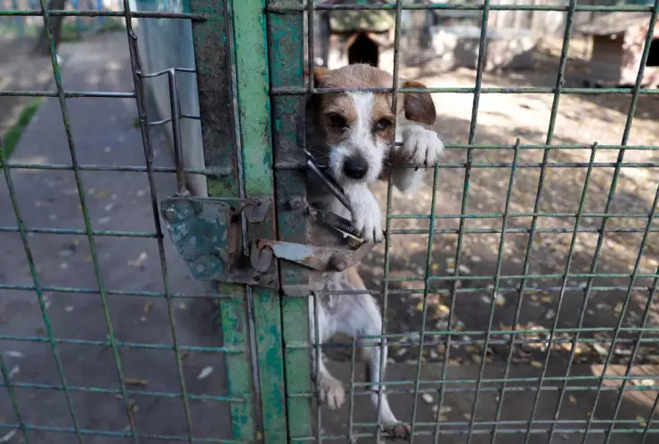 Cae sujeto que desolló a perro y expuso piel en su ventana en CDMX