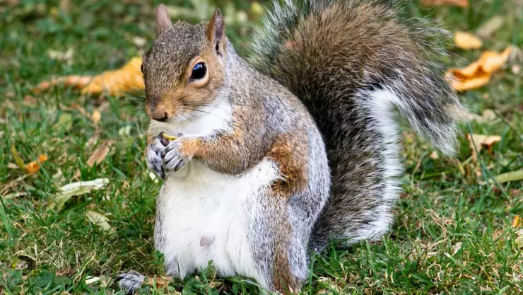 Ardilla presume a sus bebés con su amiga humana y las redes se enternecen