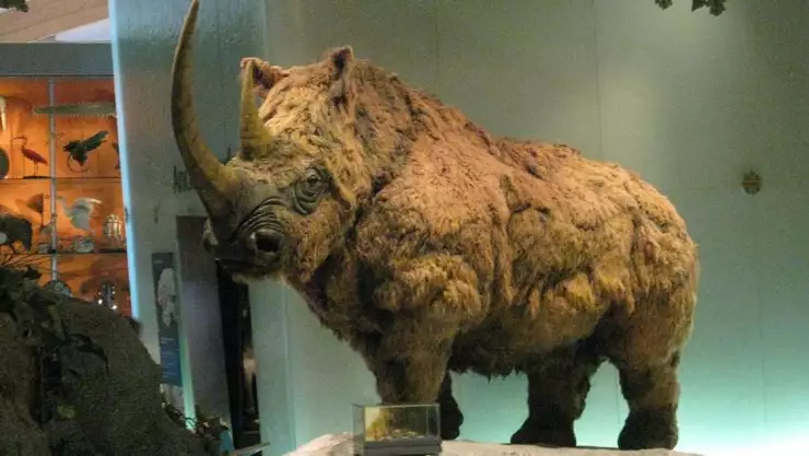 Rinoceronte lanudo, permafrost 2.jpg