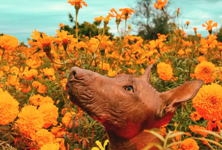 ¡Que no te engañen! Diferencias para identificar el cempasúchil chino del mexicano