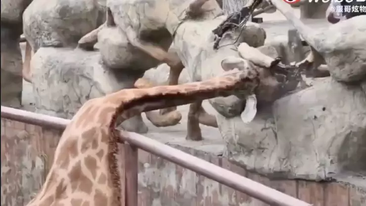 VIDEO: ¡Al borde de la tragedia! Jirafa se atora en barandilla de zoológico y vive momentos de angustia