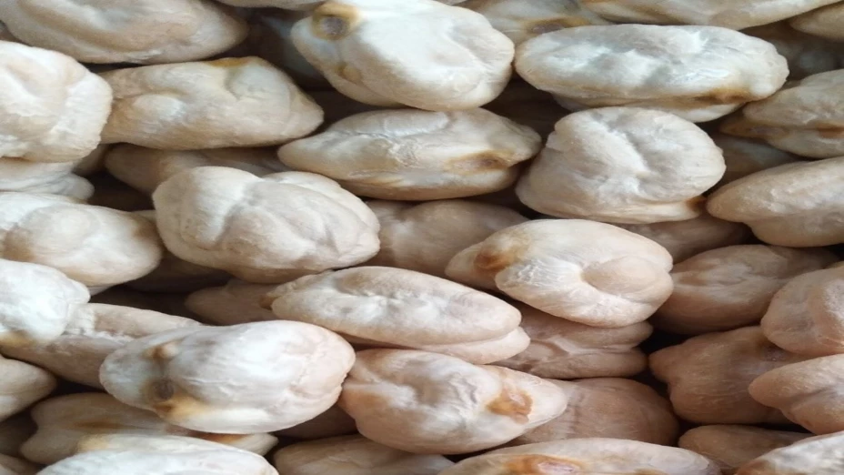 nueva variedad garbanzo.jpg