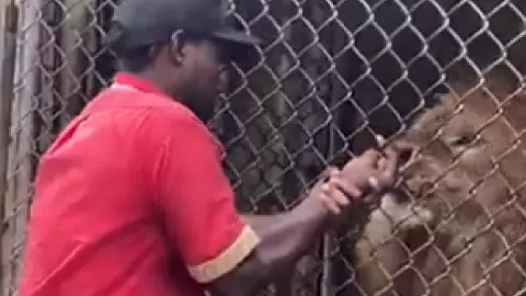 León arranca dedo a su cuidador en Jamaica