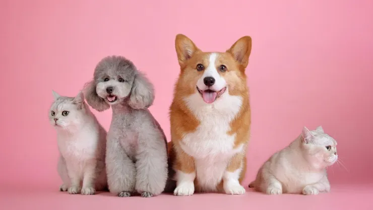 El gusano barrenador también afecta a los perros y gatos Esto dicen especialistas
