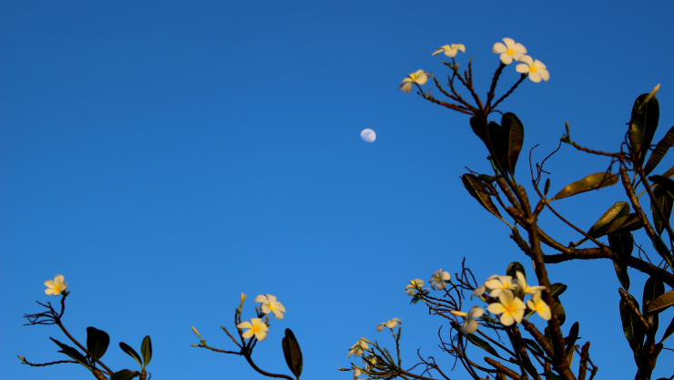 Luna de Flores 2025.