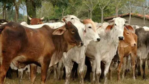 Confirman casos de gusano barrenador en Campeche ¿Qué es y cómo afecta al ganado?