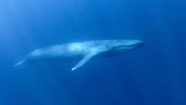 la rara especie cetácea llamada cachalote pigmeo