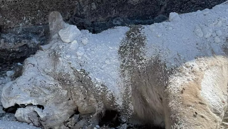 Localizan cadáver de león en la alcaldía Iztapalapa
