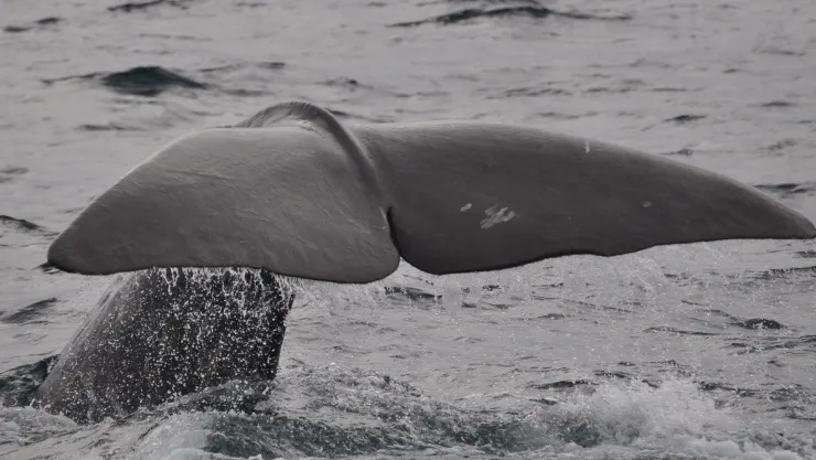 ¡Llegaron las ballenas! Así son los avistamientos en Baja California Sur