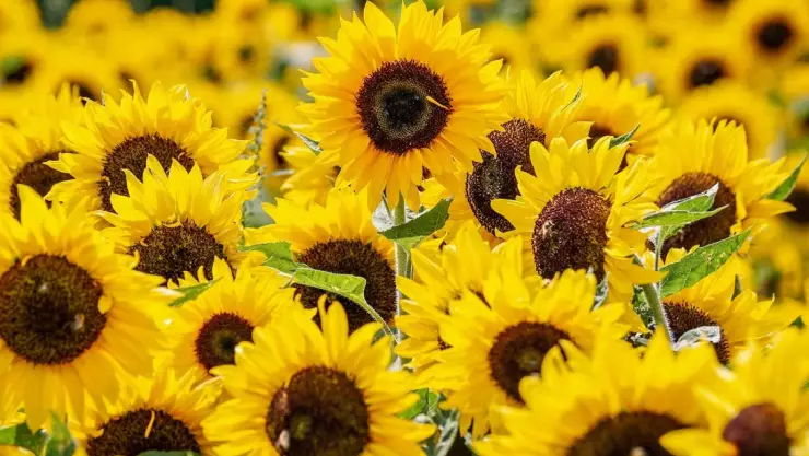 Significado de flores amarillas en marzo.