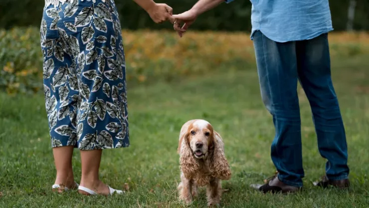 Custodia compartida en mascotas CDMX