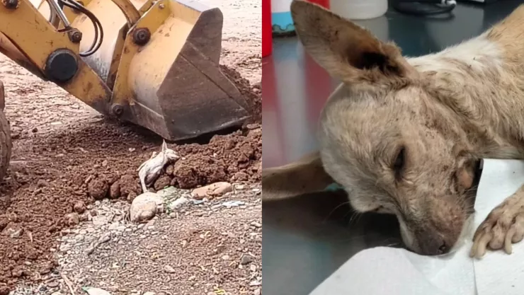 Rescatan a perrita anciana a punto de ser enterrada viva en Culiacán