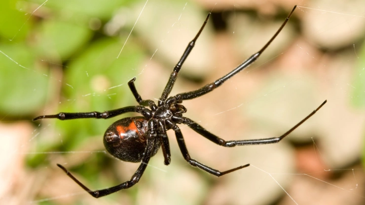Tipos de arañas negras: Así puedes saber si es venenosa o no