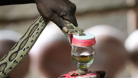 serpiente veneno Covid-19.jpg