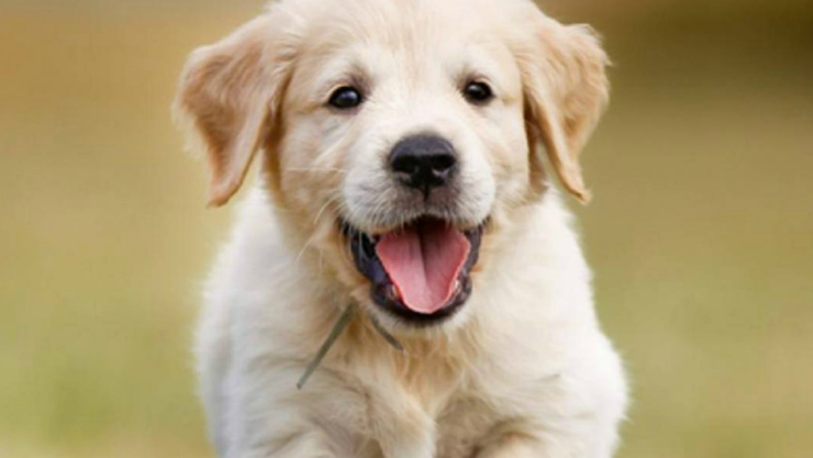 Protege a tu perro del calor con estos tips Foto Especial