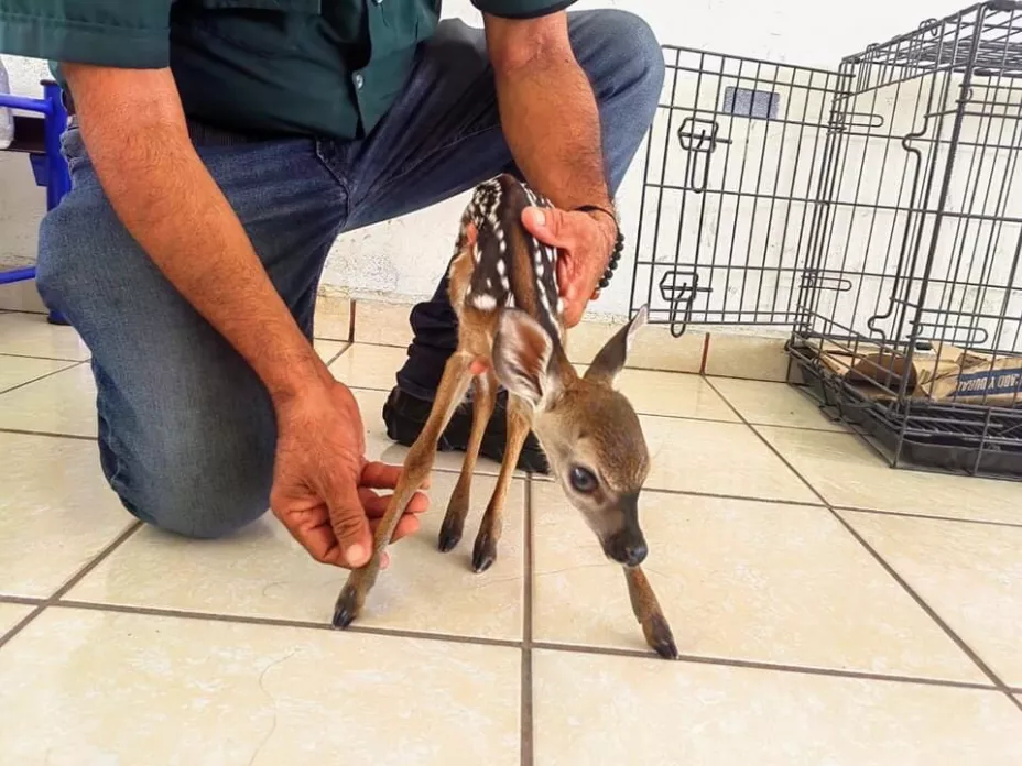 cria de venado cola blanca progreso.