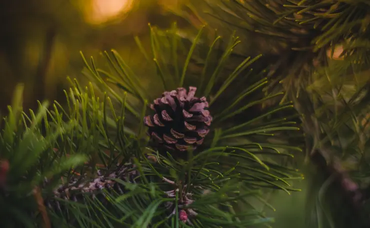¿Cómo reciclar el árbol de Navidad después de las fiestas?