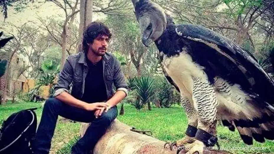 Esta es el 'águila arpía’, una especie que puede alcanzar el tamaño de un humano