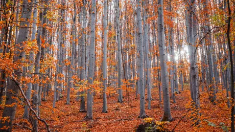 Equinoccio de Otoño