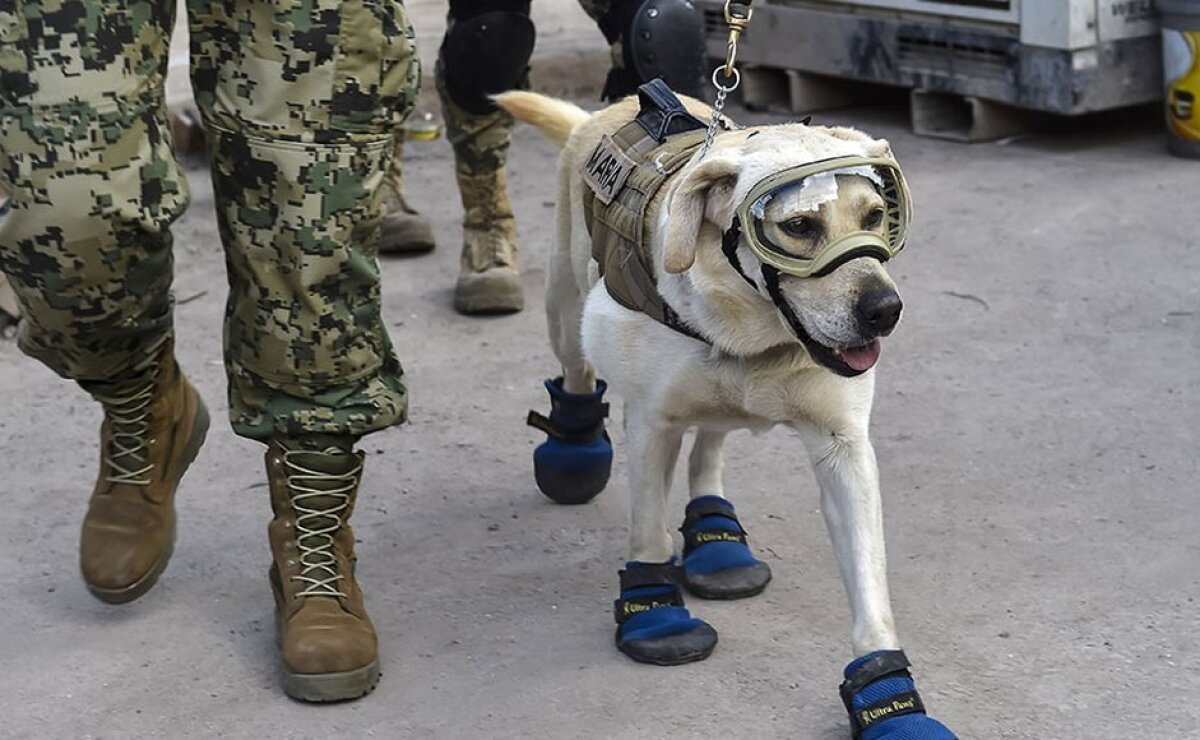 MéxicoEstáDePie las botitas para perros