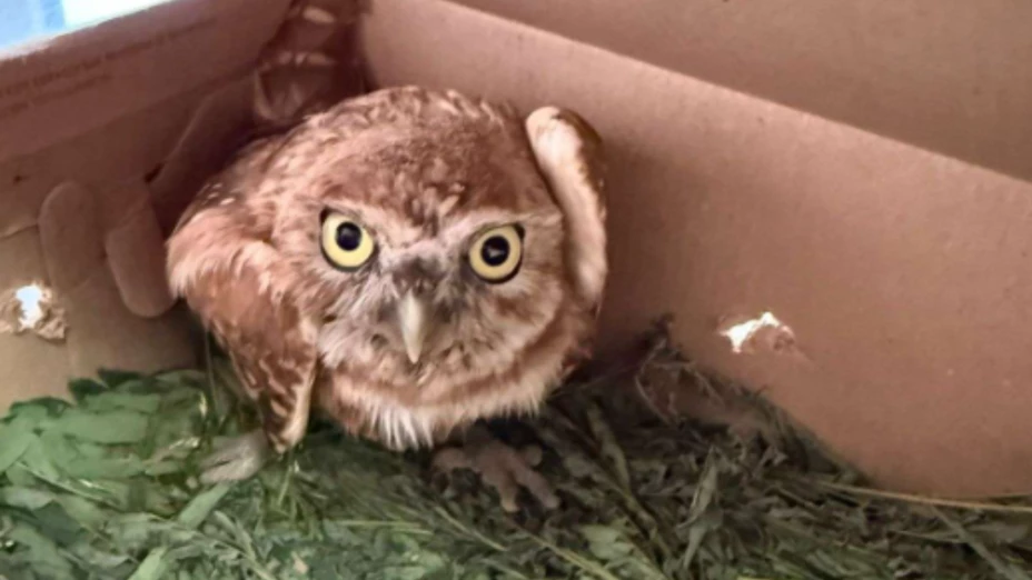 Animales rescatados Ciudad Juárez.png