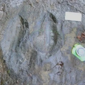 Descubren huellas de dinosaurios en Michoacán
