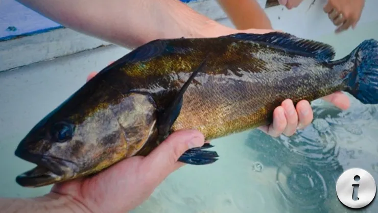 Totoaba, el pez milenario Conoce sus propiedades nutricionales y su valor cultural.jpg