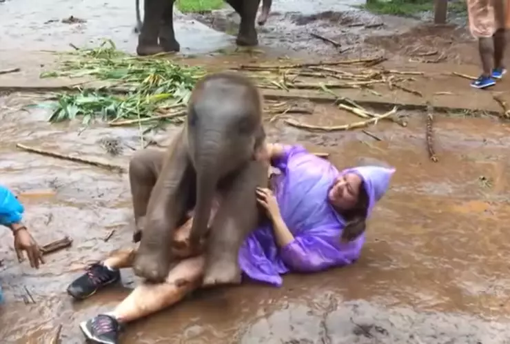 bebé elefante y turista.png