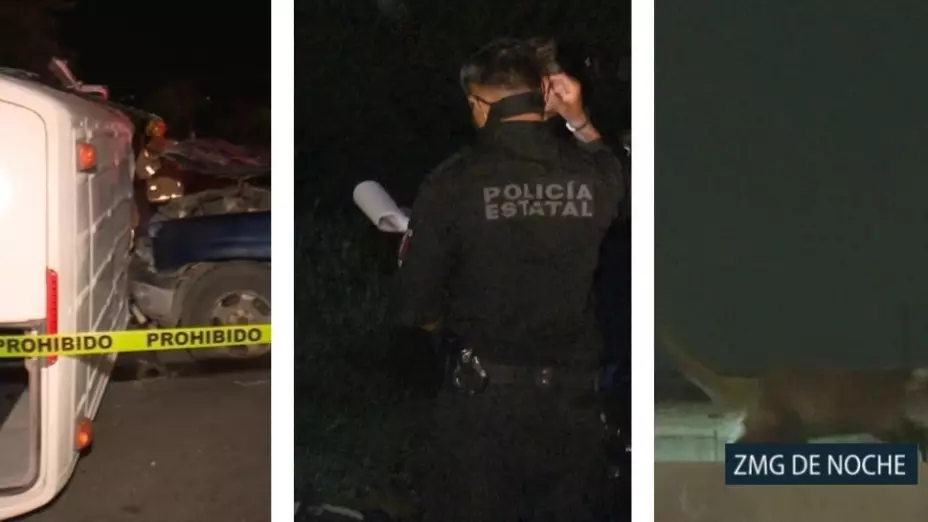 ZMG DE NOCHE encuentran coati__.jpg