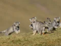 Esta rara escena de los juguetones gatos de Pallas tardó seis años en ser capturada. Escondido frente a un viejo agujero de marmota en el que una familia de gatos había construido su guarida, Shanyuan esperaba. Las horas de paciencia fueron recompensadas cuando tres gatitos salieron a jugar mientras sus padres vigilaban. Tras el avistamiento de un zorro tibetano cerca, los jóvenes fueron rápidamente conducidos al interior.