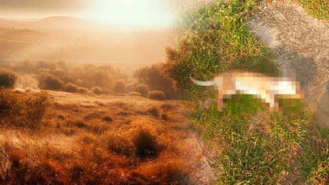 ¿Qué hacer en caso de un golpe de calor a mi mascota?