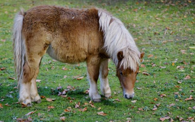 Caballos de batalla, Edad Media, ponis 1.jpg