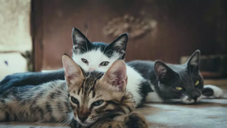 Día de Reyes: ¿Por qué no regalar una mascota?