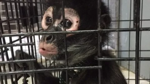 Mono araña es rescatado en la CDMX