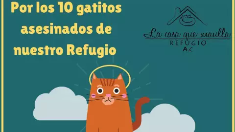 la casa que maulla gatos.jpg