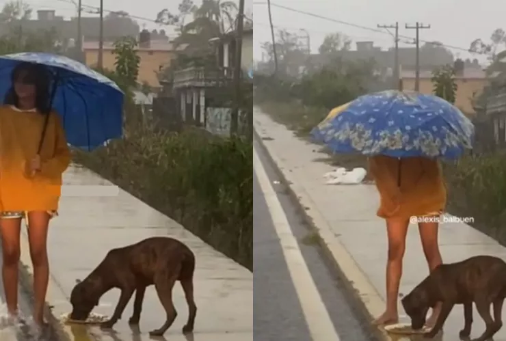 VIDEO: Niña ayuda a perrito callejero en medio del huracán ‘John’ en Guerrero