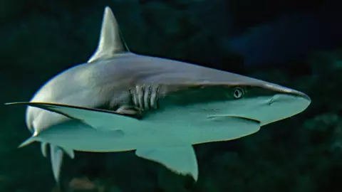 Buceadora pierde la pierna; fue atacada por un tiburón