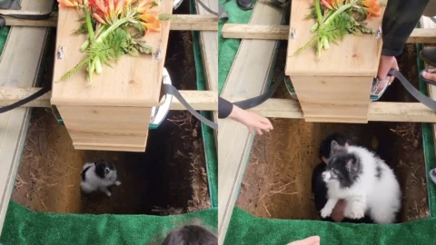 Perrito rescatado en un funeral es viral en TikTok
