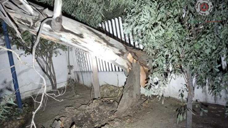 Árbol se cae en Comonfort