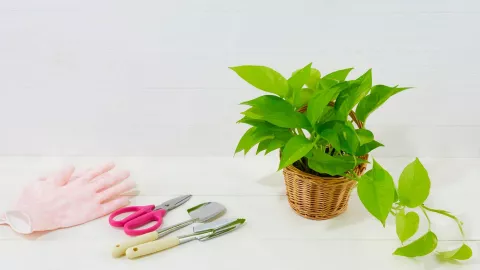 planta crece rápido