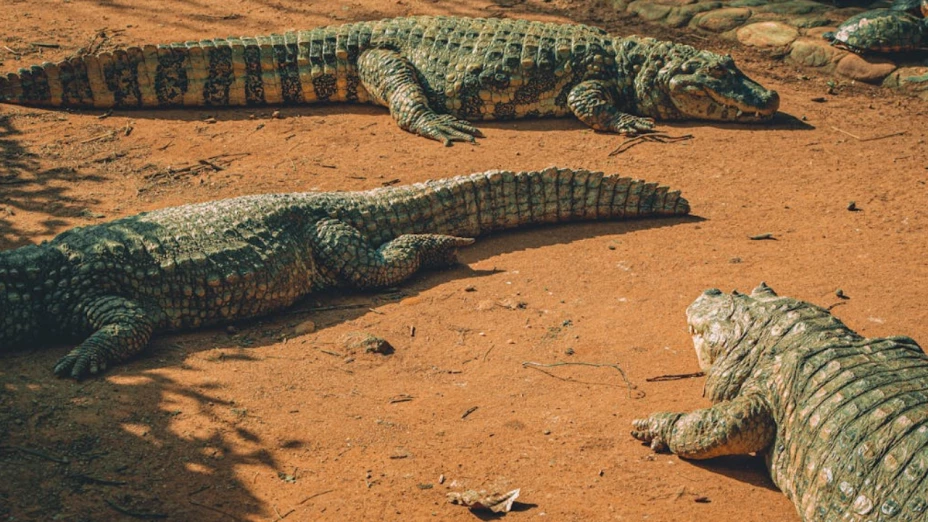 Tipos de cocodrilos en México y presencia en Baja California