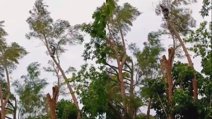 Hombre cae de árbol en Florida