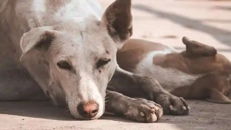 hombre come perro asociación ayuda.jpg