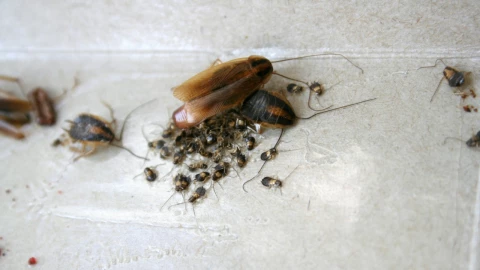 Temporada de cucarachas: El truco para eliminar todos sus huevos naturalmente y sin veneno