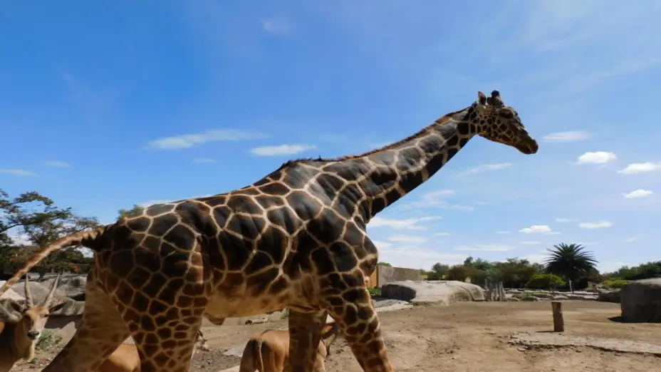 Permite crianza artificial sobrevivencia de crías de jirafas en Zoológicos.jpg