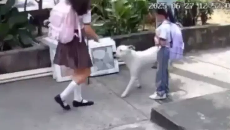 Ataque pitbull niña Guayaquil