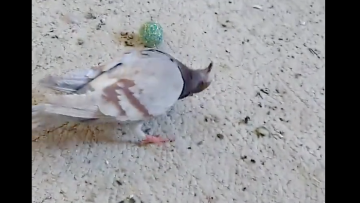 ¡Alerta! Extraño virus infecta a las palomas y las vuelve zombies