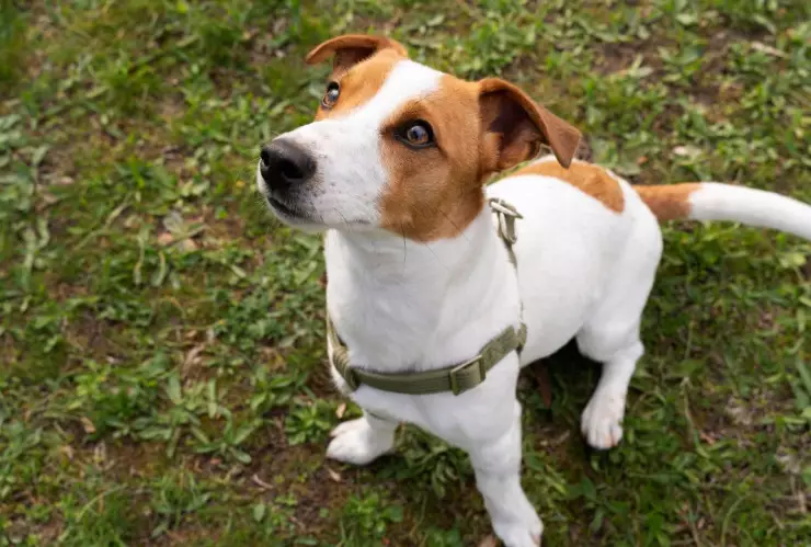 prohíbe Corea del Sur consumo de carne de perro