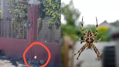 ¿Arañas voladoras? Captan caída de telarañas del cielo