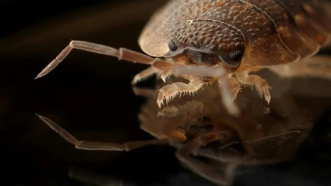 Qué-les-pasa-a-las-chinches-con-el-frío-A-esta-temperatura-las-puedes-matar